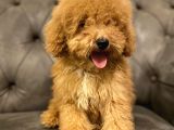 Muhteşem Güzelli̇kte Poodle Yavrularim