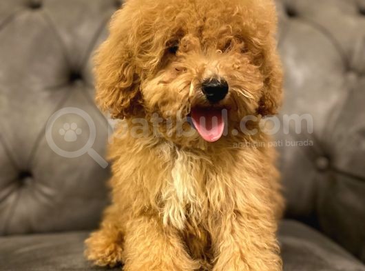 Muhteşem Güzelli̇kte Poodle Yavrularim görsel