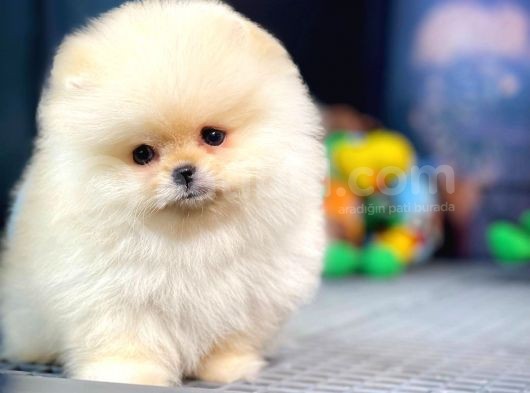 Irk Ve Sağlık Garantili Pomeranian Boo Yavrularımız görsel