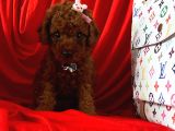 Akıllı Toy Boy Poodle Yavrular