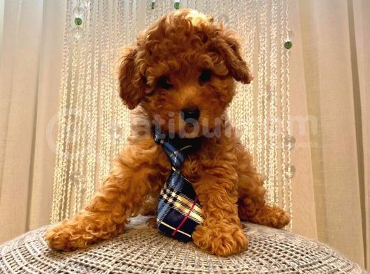 Toy Ve Mi̇nyatür Seçenekli̇ Poodle Yavrular görsel
