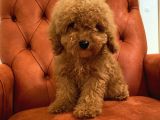 Güzeller Güzeli Red Toy Poodle Bebeğimiz