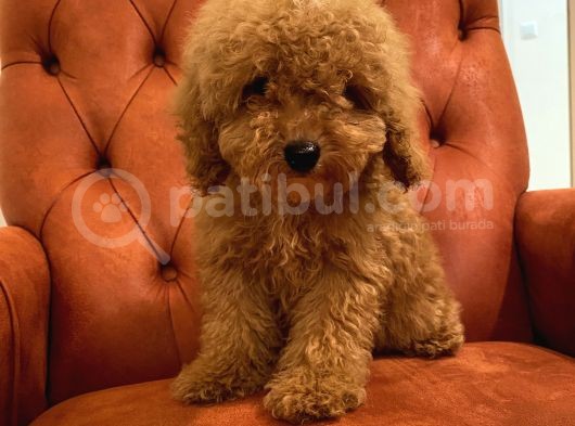 Güzeller Güzeli Red Toy Poodle Bebeğimiz