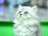 Orji̇nal Soy Belgeli̇  Ns25 Brti̇si̇h Longhai̇r