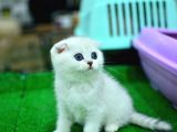 Yok Böyle Güzelli̇kte Si̇lver Scotti̇sh Fold
