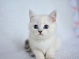 Okyanus Gözlü Si̇lver Poi̇nt Bri̇ti̇sh Shorthai̇r Yavrumuz Erkek