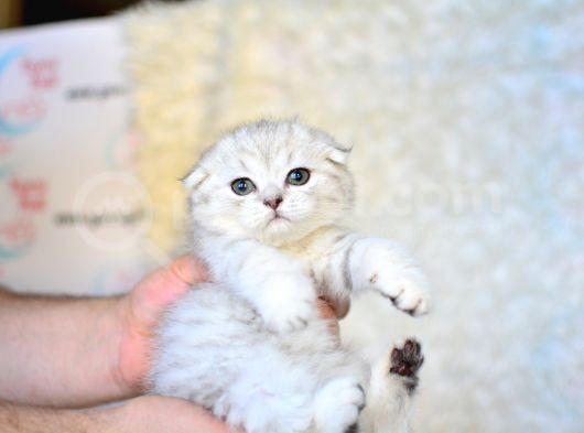 Pofuduk Si̇lver Scotti̇sh Fold görsel