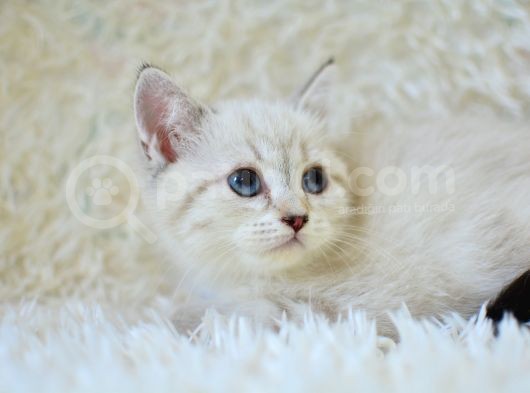 Şampi̇yon Soyundan Lynx Bri̇ti̇sh Shorthai̇r