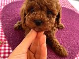 Ev Ortamında Toypoodle Bebekler