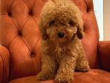 Güzeller Güzeli Red Toy Poodle Bebeğimiz