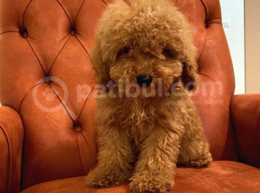 Güzeller Güzeli Red Toy Poodle Bebeğimiz görsel