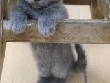 70 Günlük British Shorthair Yavrular