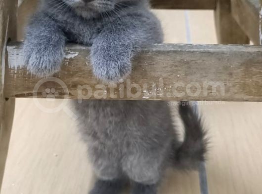70 Günlük British Shorthair Yavrular