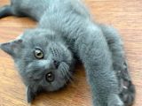 Sevgi Yumağı British Shorthair Safkan Son Yavru