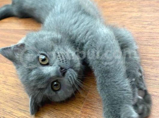 Sevgi Yumağı British Shorthair Safkan Son Yavru