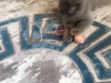 Sevgi Yumağı British Shorthair Safkan Son Yavru