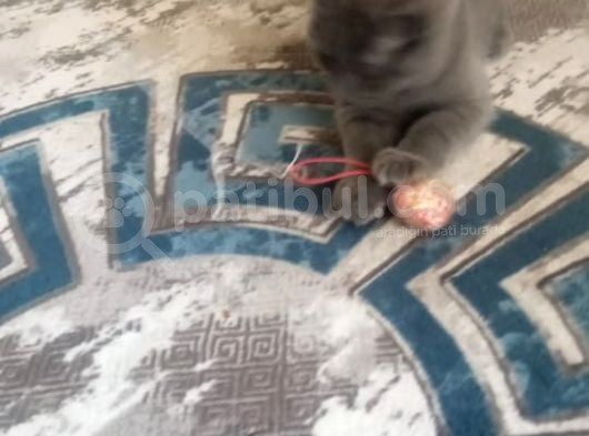 Sevgi Yumağı British Shorthair Safkan Son Yavru görsel
