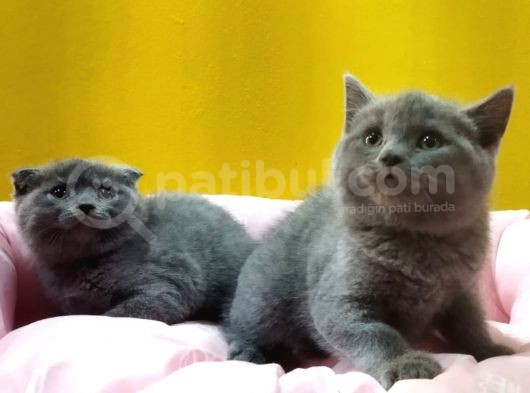 Sevgi Yumağı British Shorthair Safkan Son Yavru görsel