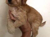Poodle Tadında Mini Red Maltipo Bebeğim