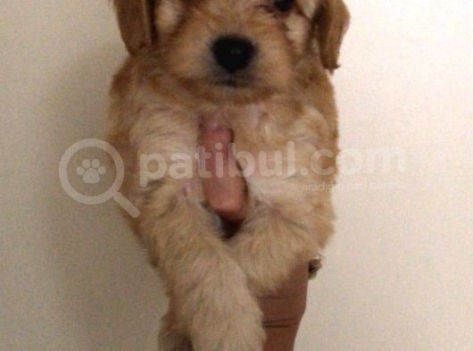 Poodle Tadında Mini Red Maltipo Bebeğim görsel
