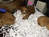 Poodle Tadında Mini Red Maltipo Bebeğim