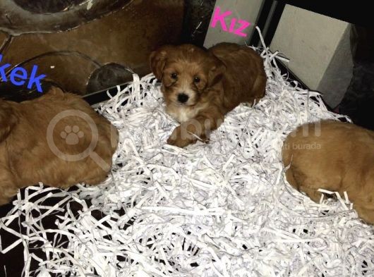 Poodle Tadında Mini Red Maltipo Bebeğim