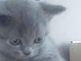 70 Günlük British Shorthair Yavrular