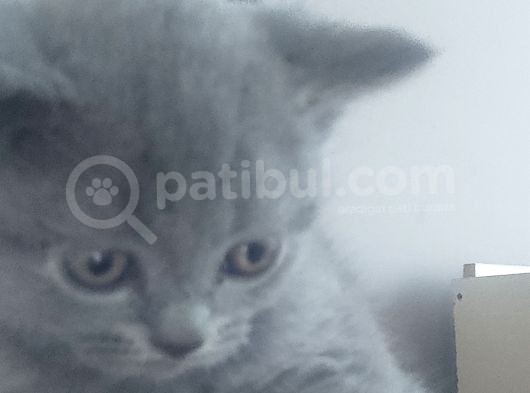 70 Günlük British Shorthair Yavrular görsel