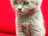 70 Günlük British Shorthair Yavrular