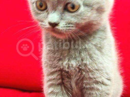 70 Günlük British Shorthair Yavrular görsel