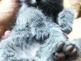 70 Günlük British Shorthair Yavrular