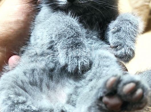 70 Günlük British Shorthair Yavrular görsel