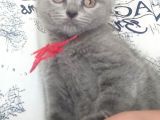 70 Günlük British Shorthair Yavrular