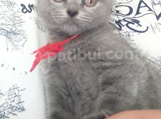 70 Günlük British Shorthair Yavrular görsel