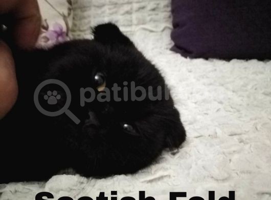 Uygun Puanlı Yavrularımız. İstanbul Ümraniye Toplu Satış Yapılır