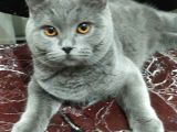 British Gri