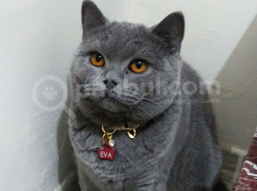 British Gri