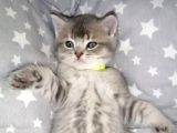 British Shorthai̇r Ve Longhai̇r Kedi̇ Sahi̇plendi̇rme