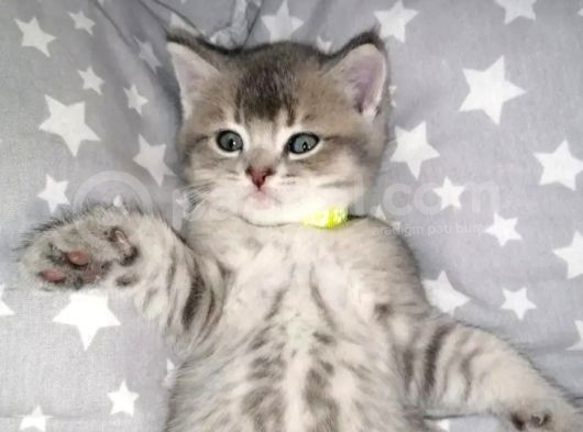 British Shorthai̇r Ve Longhai̇r Kedi̇ Sahi̇plendi̇rme görsel