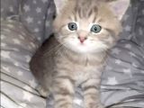 British Shorthai̇r Ve Longhai̇r Kedi̇ Sahi̇plendi̇rme