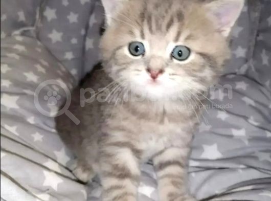 British Shorthai̇r Ve Longhai̇r Kedi̇ Sahi̇plendi̇rme görsel