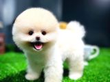 Ayı Surat Pomeranian Boo Yavrularımız