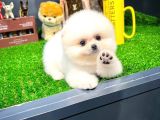 Ayı Surat Pomeranian Boo Yavrularımız