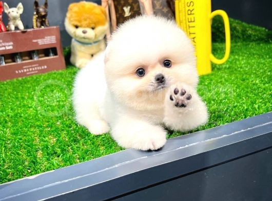Ayı Surat Pomeranian Boo Yavrularımız görsel