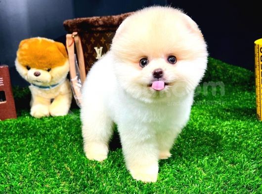 Ayı Surat Pomeranian Boo Yavrularımız