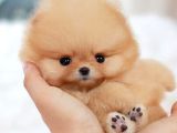 Ayı Surat Pomeranian Boo Yavrularımız