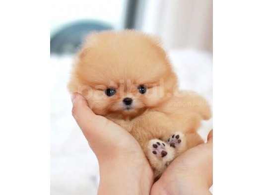 Ayı Surat Pomeranian Boo Yavrularımız