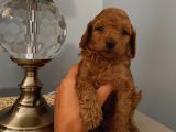 Karamelll Toypoodle ‘In Bebekleriiiiii