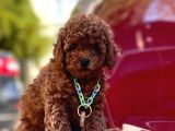 Safkan Toy Poodle Yavrularımız