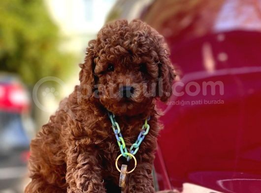 Safkan Toy Poodle Yavrularımız